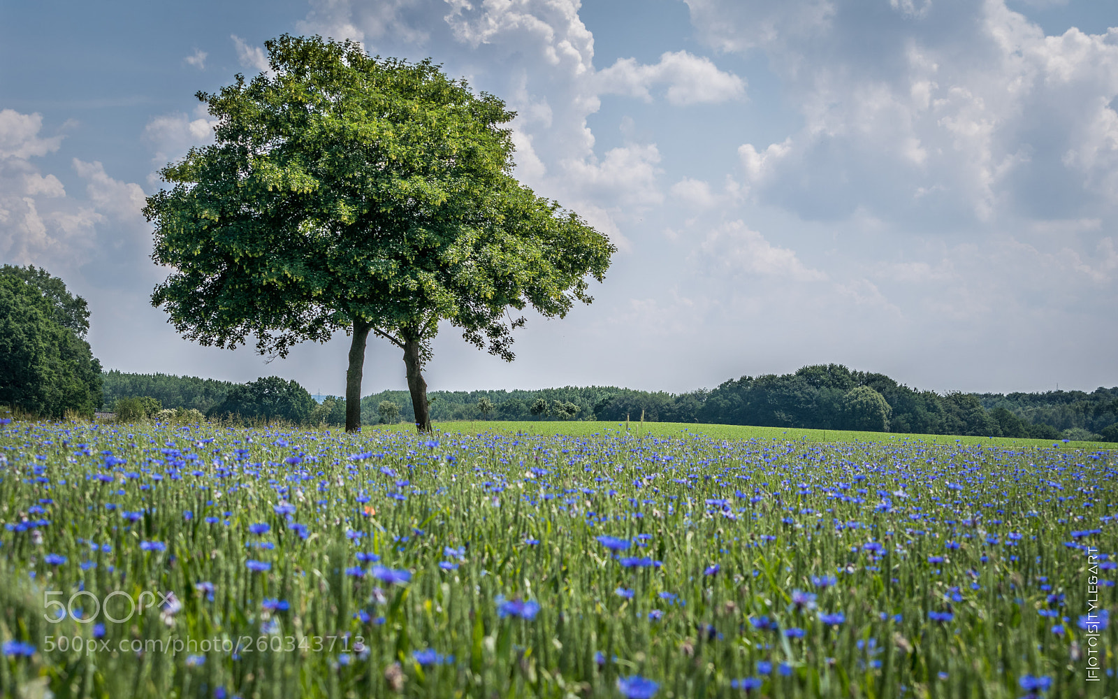 Nikon D3300 sample photo. Leichtes blau auf weichen photography