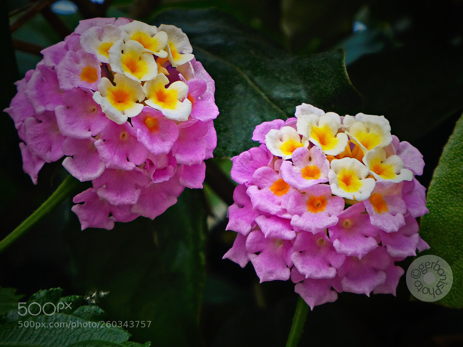 Panasonic Lumix DC-ZS70 (Lumix DC-TZ90) sample photo. Lantana camara photography