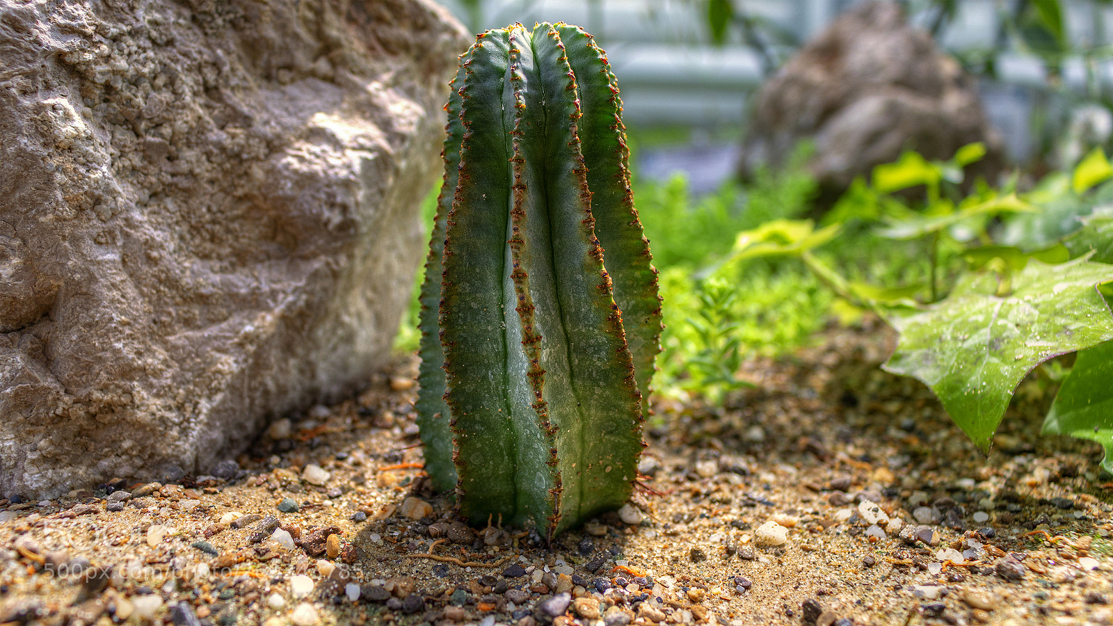 Canon EOS 70D sample photo. Cactaceae photography