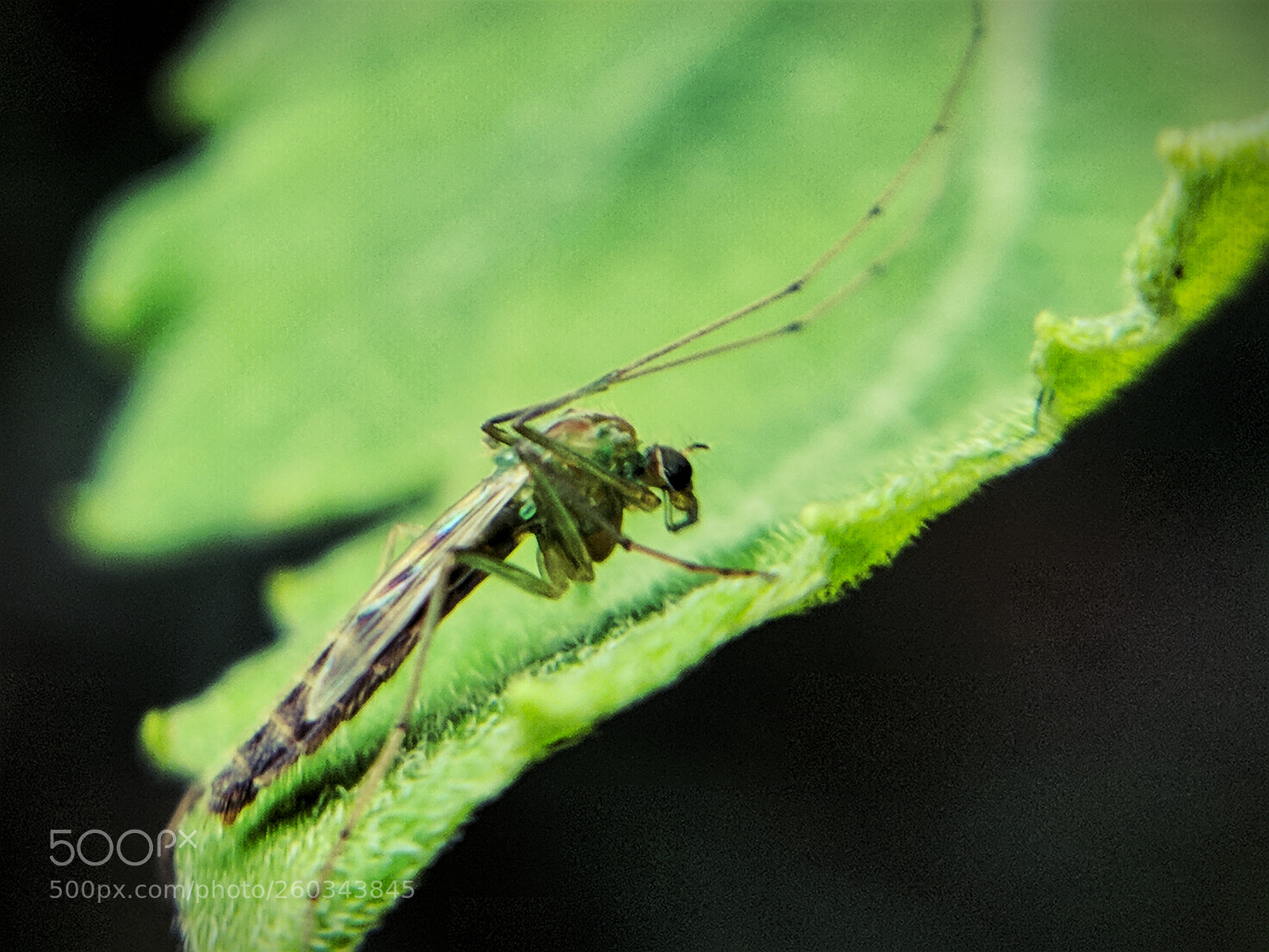 Xiaomi Mi A1 sample photo. Mosquito photography