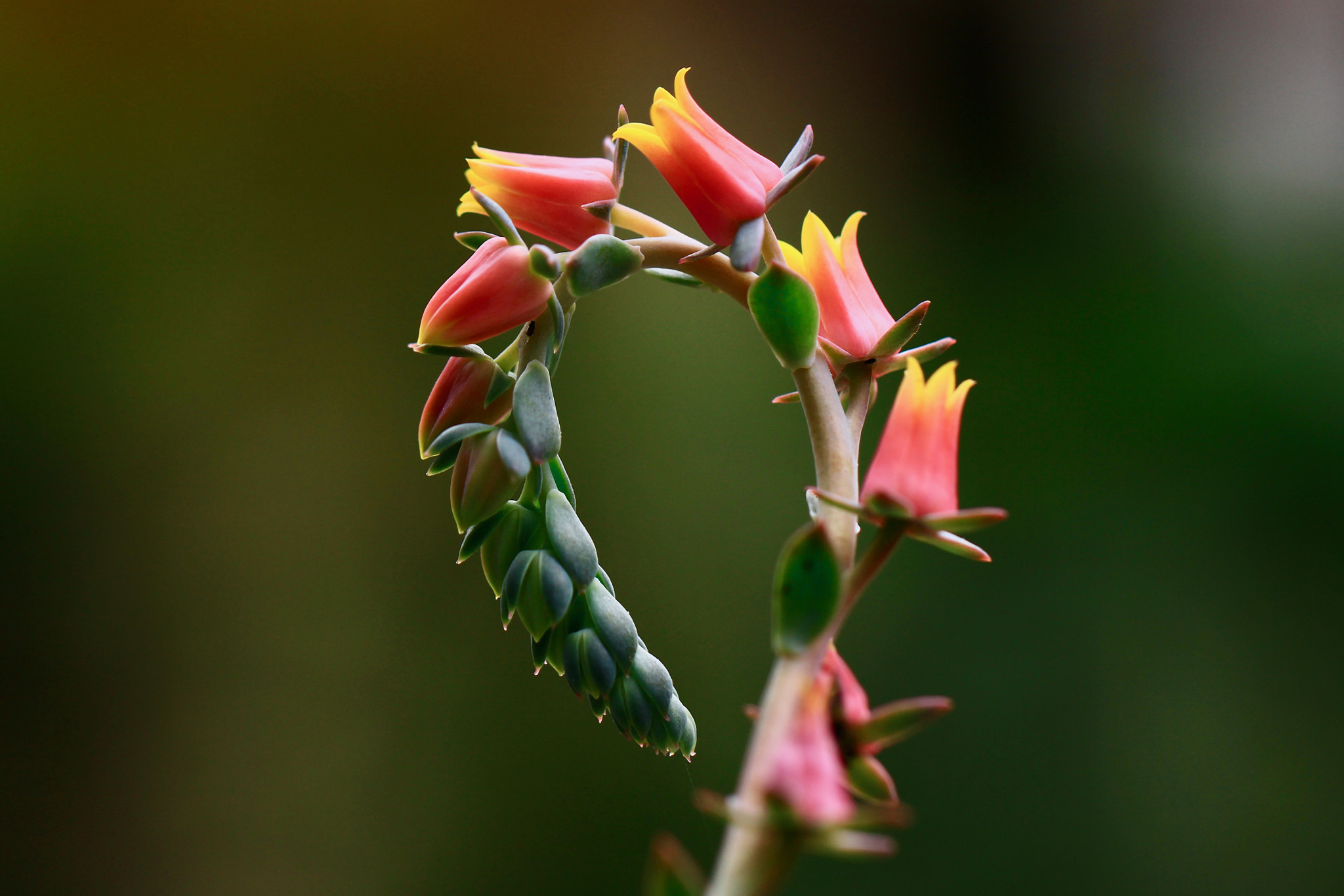 Canon EOS 700D (EOS Rebel T5i / EOS Kiss X7i) sample photo. Let's dance in a ring... photography