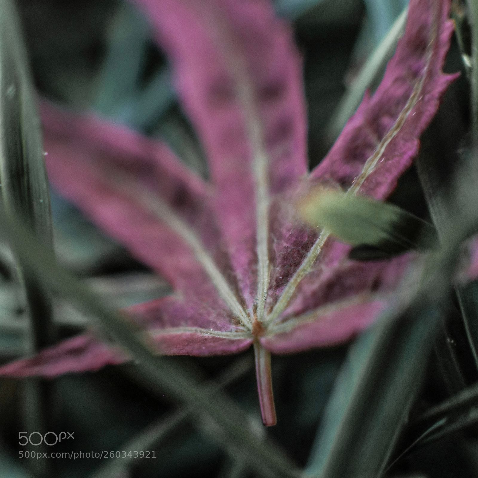 Canon EOS-1D X Mark II sample photo. Macro flora photography