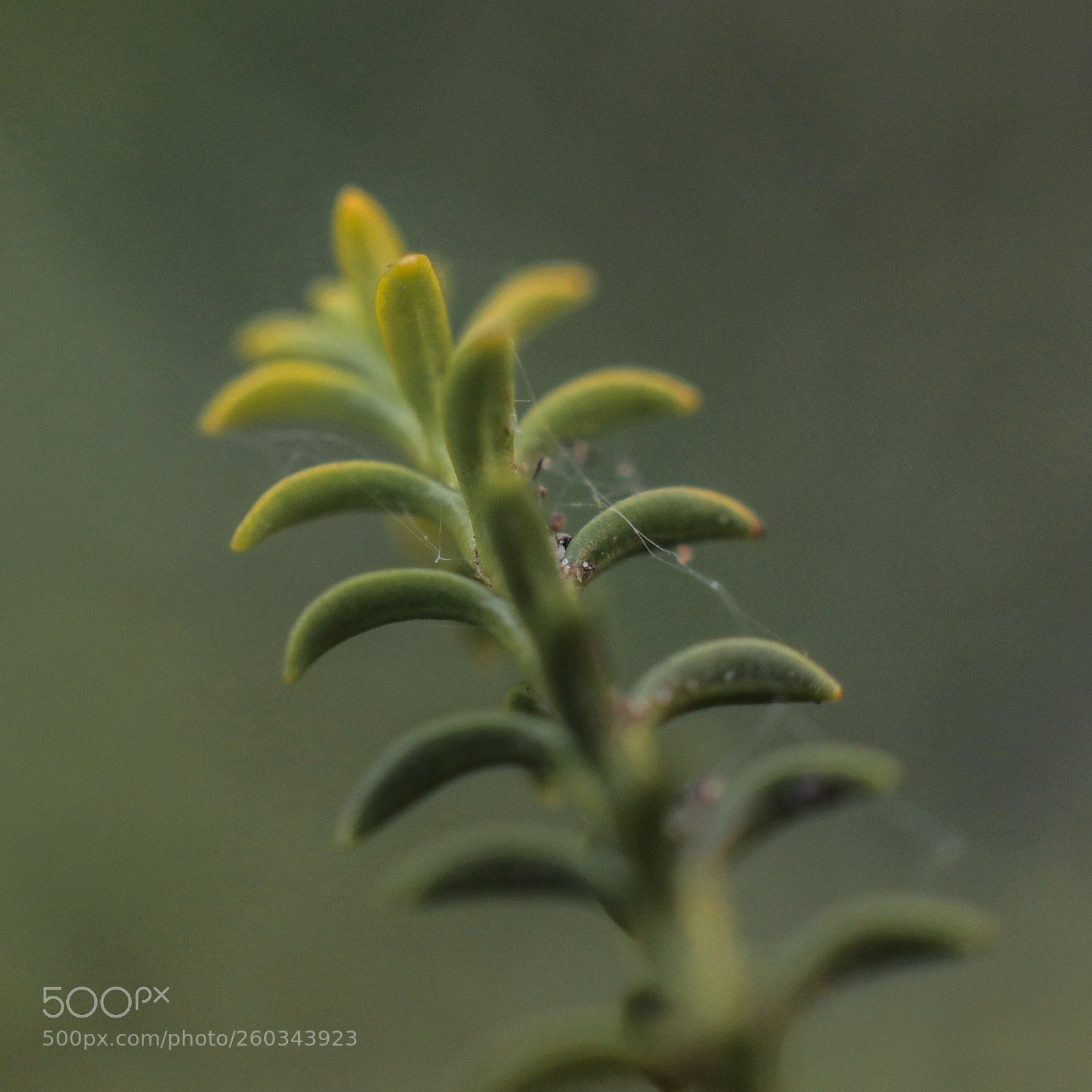 Canon EOS-1D X Mark II sample photo. Macro flora photography