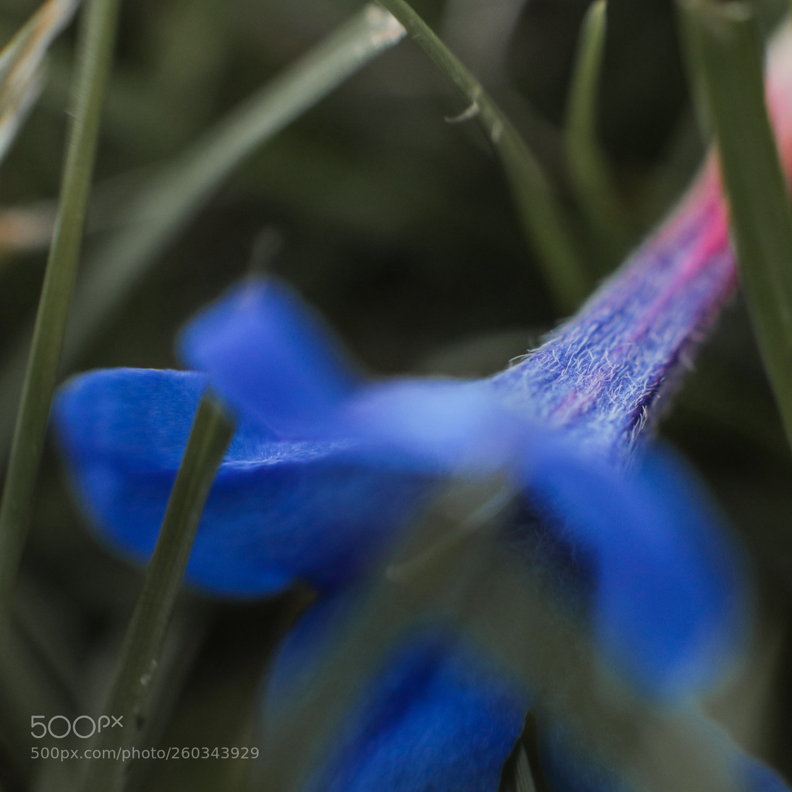 Canon EOS-1D X Mark II sample photo. Macro flora photography