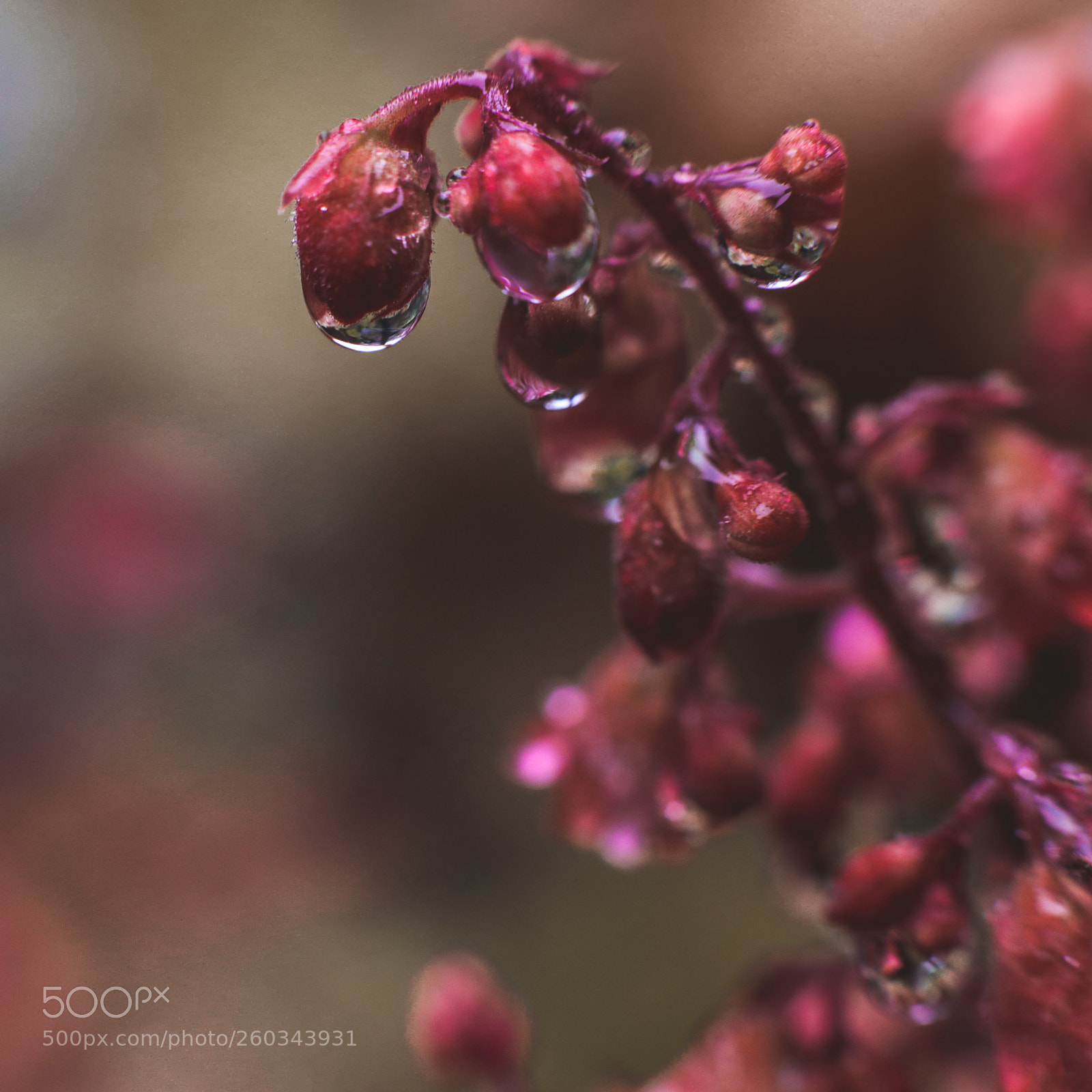 Canon EOS-1D X Mark II sample photo. Macro flora photography