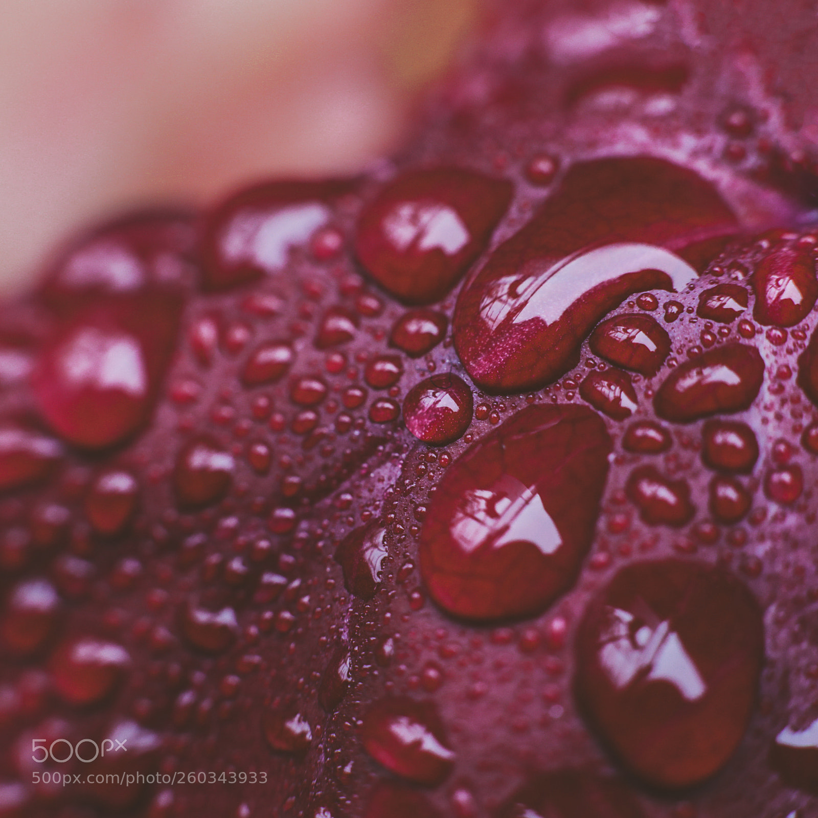 Canon EOS-1D X Mark II sample photo. Macro flora photography