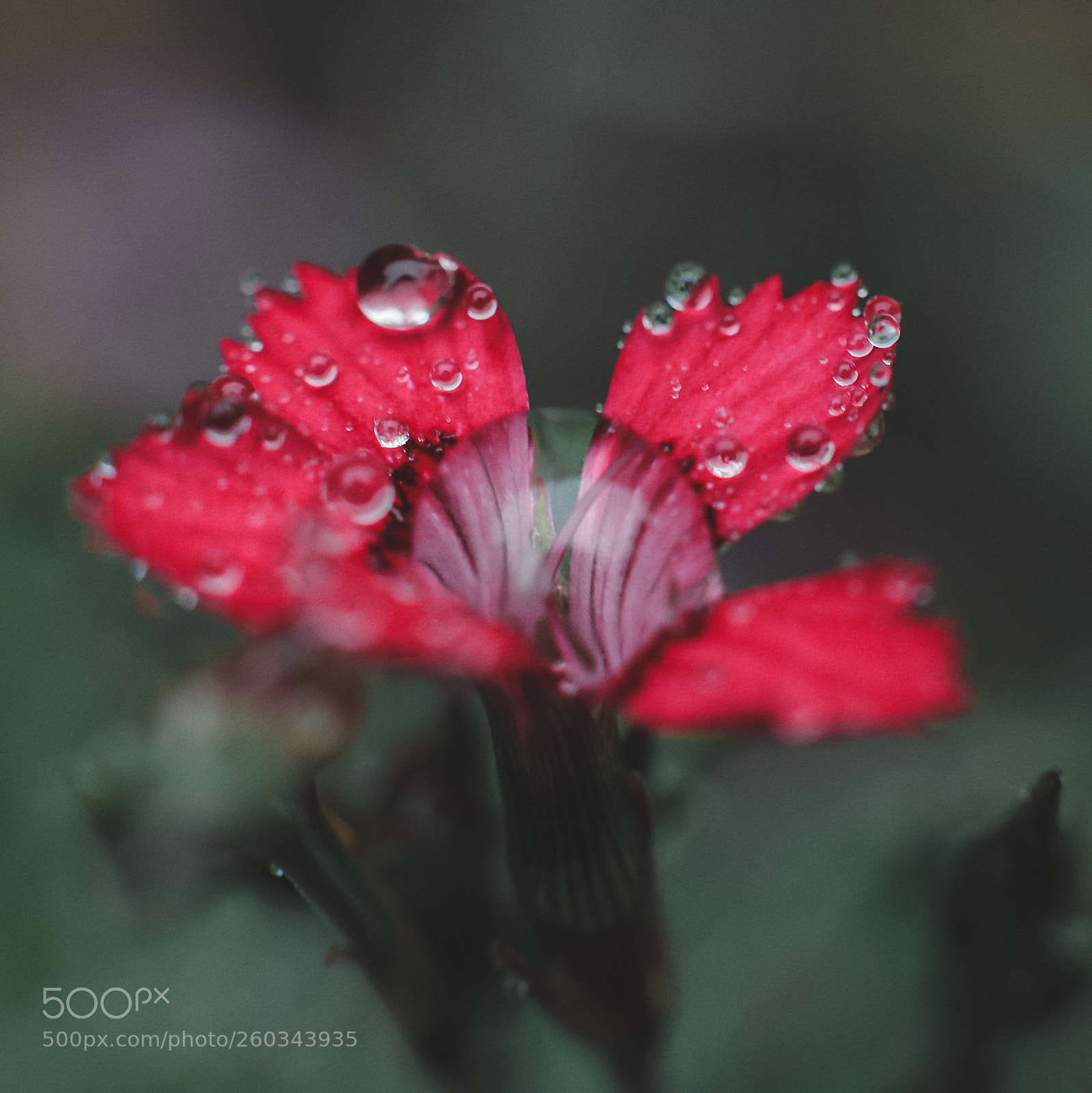 Canon EOS-1D X Mark II sample photo. Macro flora photography