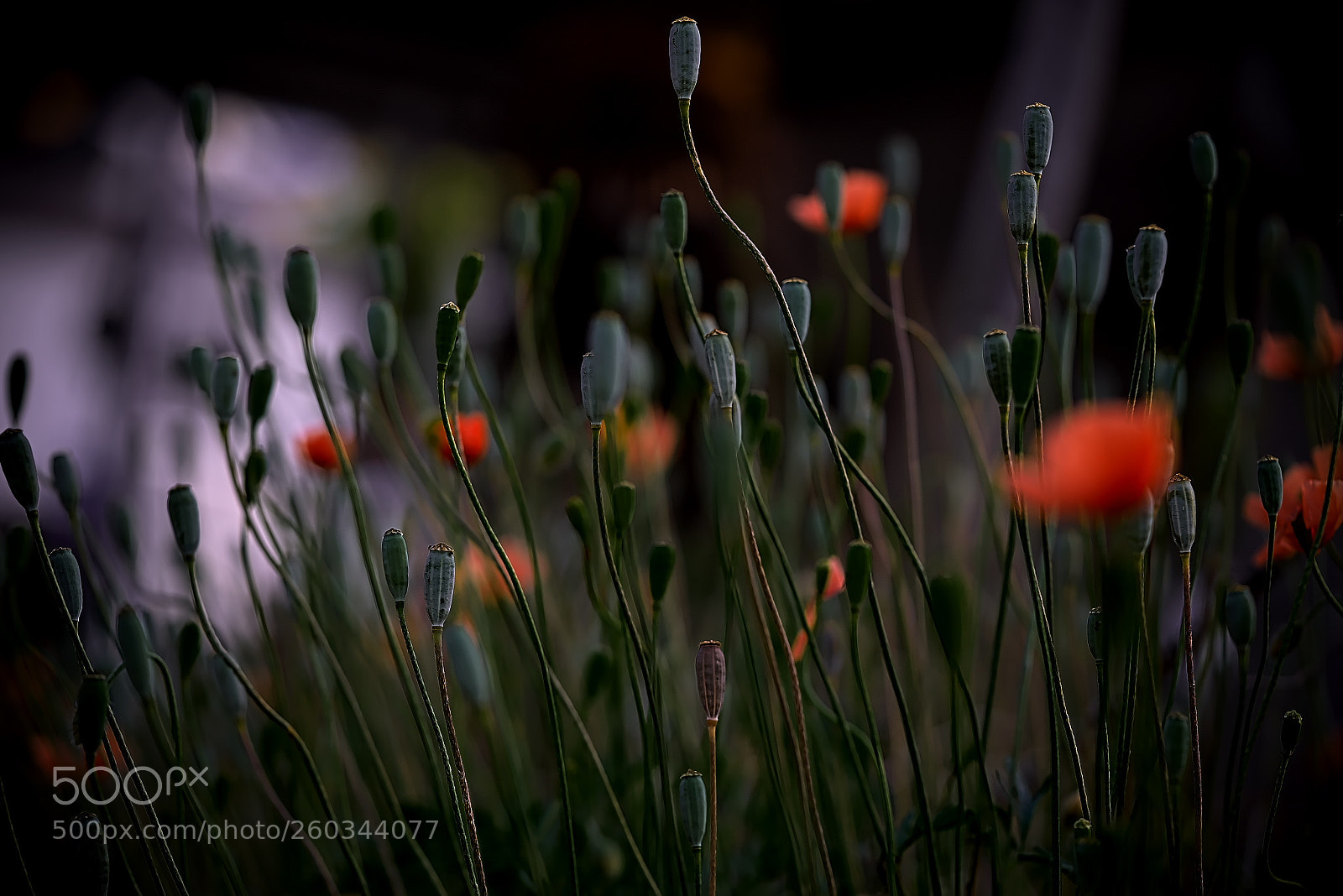 Sony a7R sample photo. Buds photography