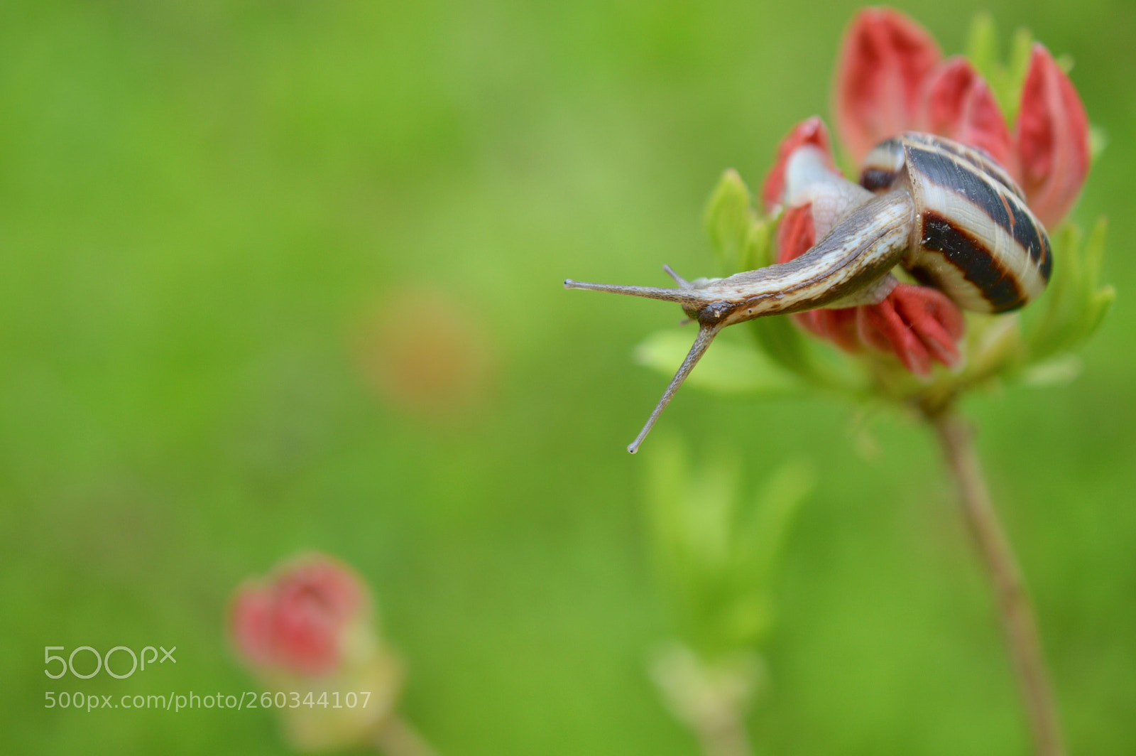 Nikon D3200 sample photo. Pretty snail photography