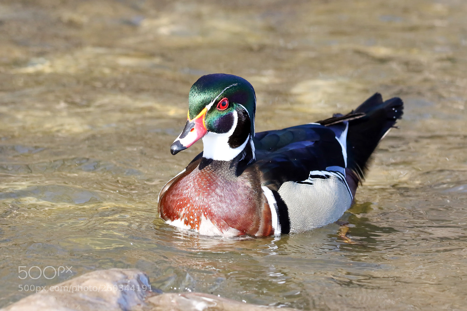 Canon EOS 7D Mark II sample photo. Wood duck photography