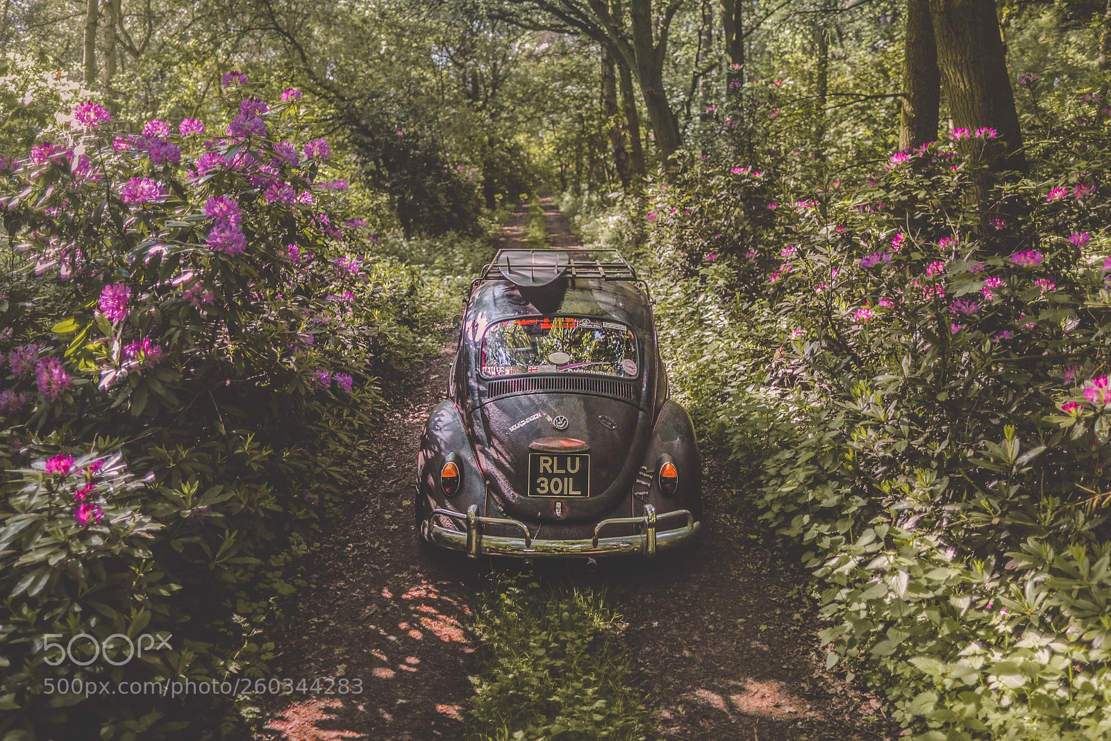Canon EOS-1D X Mark II sample photo. Vw beetle photography
