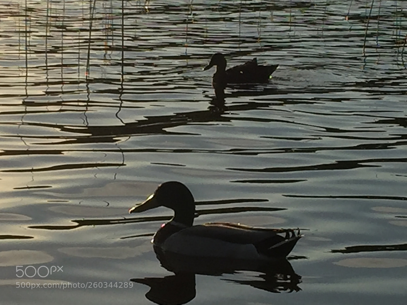 Apple iPhone 6 sample photo. Evening swim - ducks photography