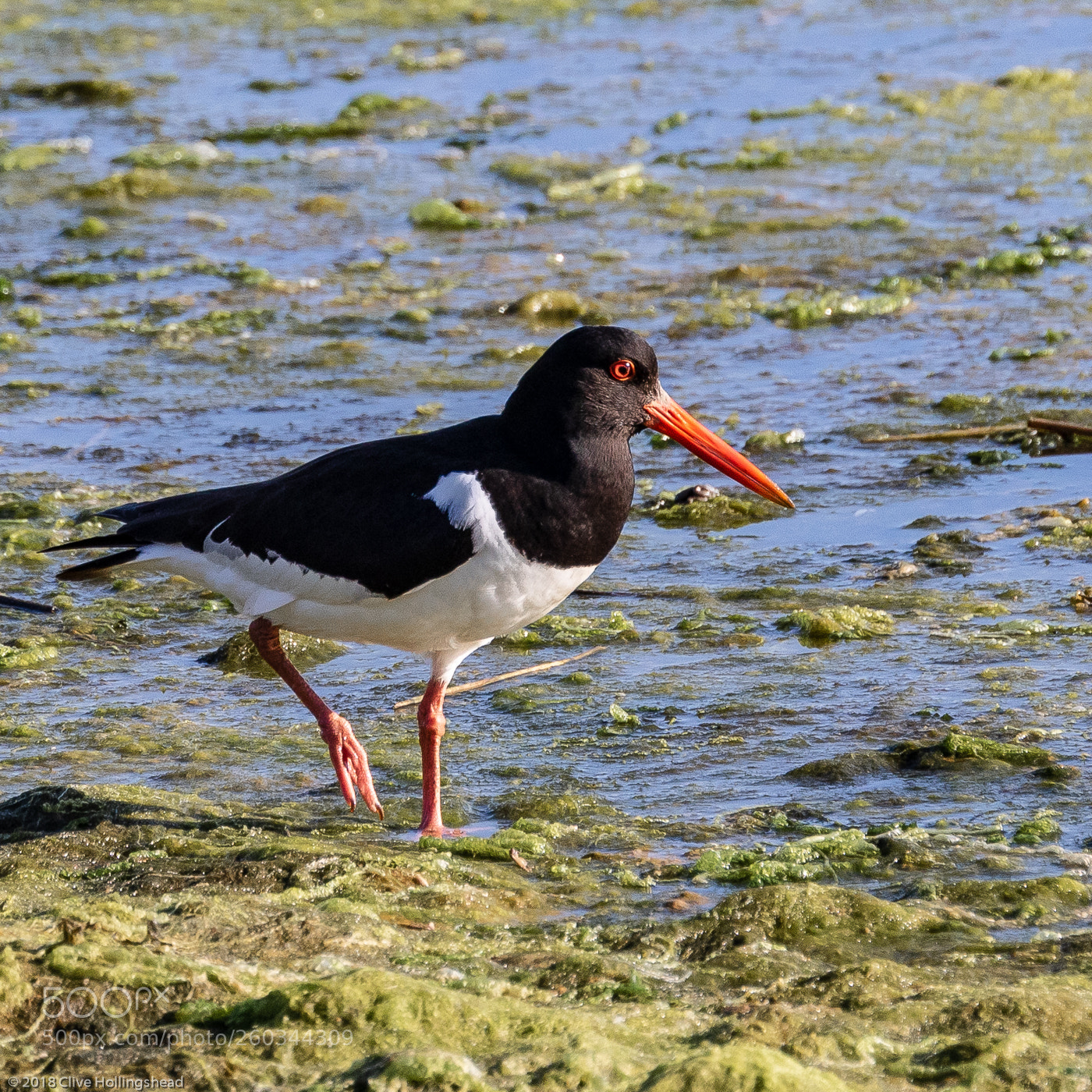 Canon EOS 7D Mark II sample photo. Hunting for oysters photography