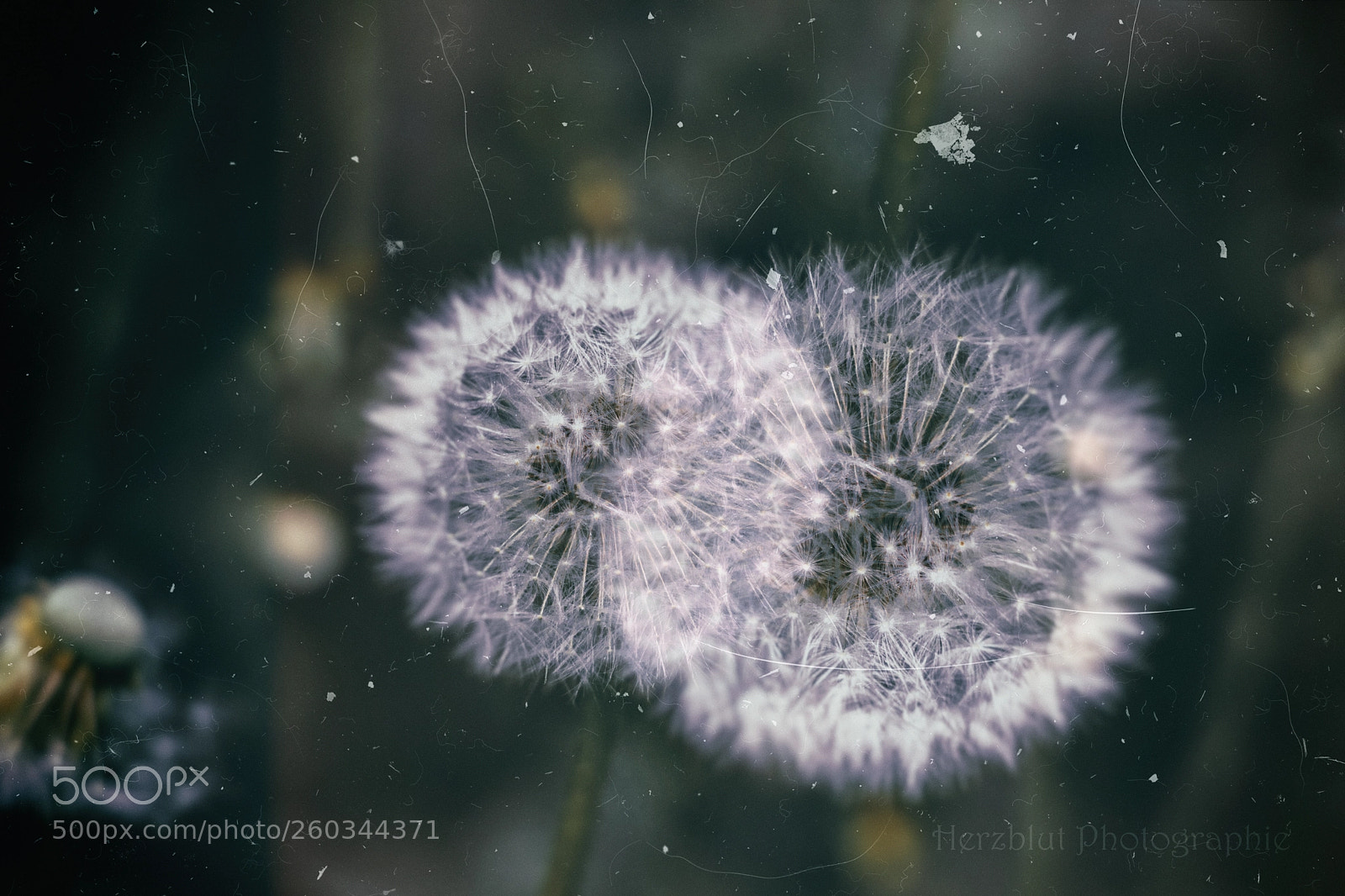 Canon EOS 80D sample photo. Pusteblume photography