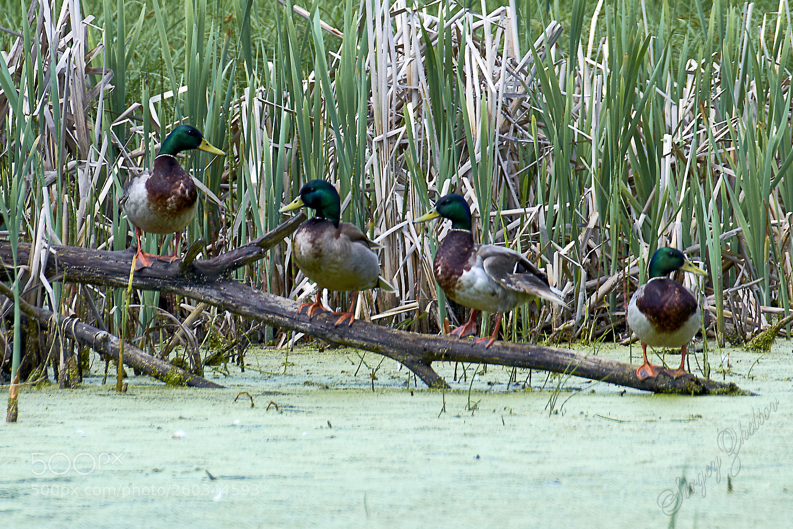 Nikon D7000 sample photo. Fly all photography