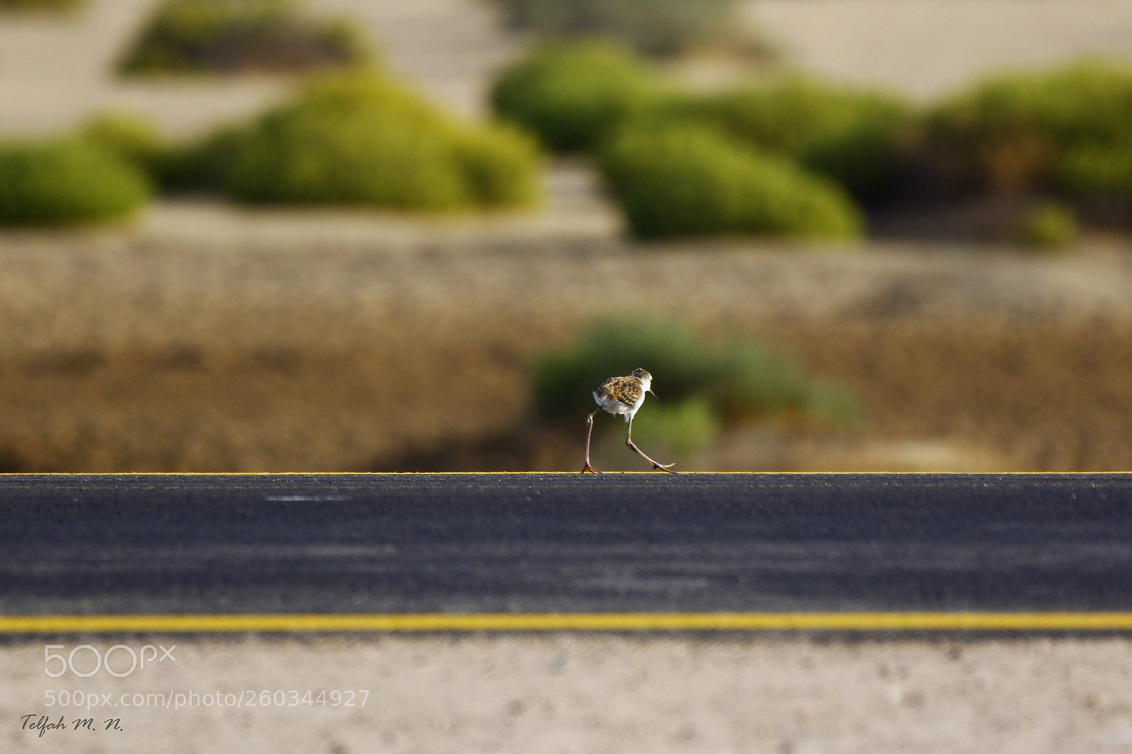 Canon EOS 7D Mark II sample photo. Black winged stilt chick photography