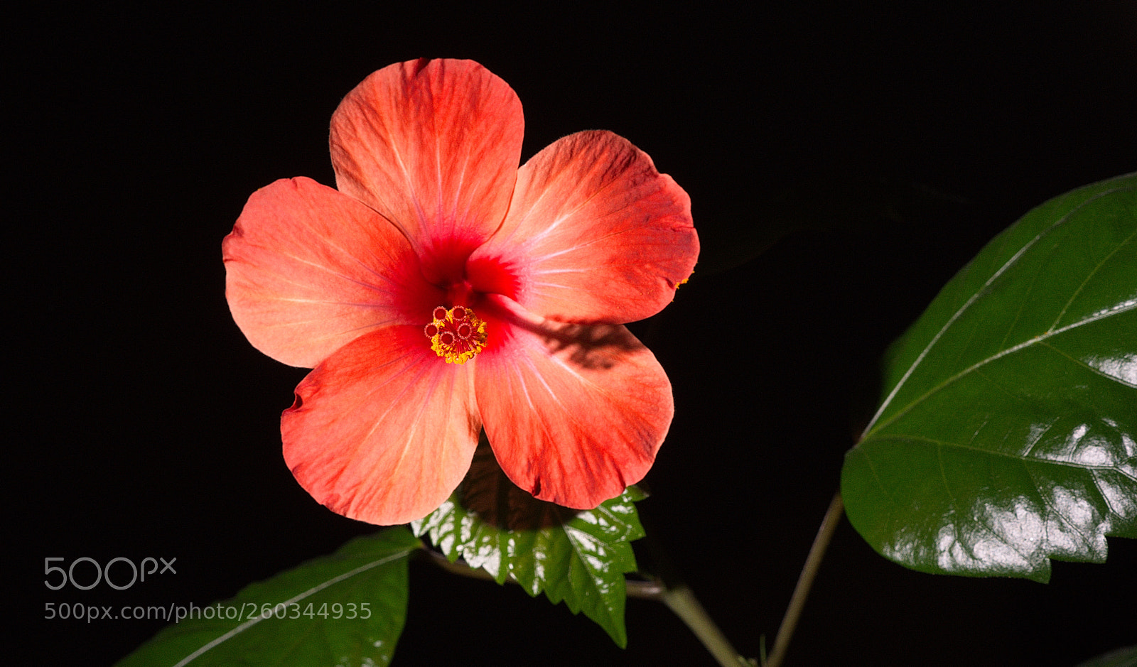 Nikon D810 sample photo. Hibiscus rose photography