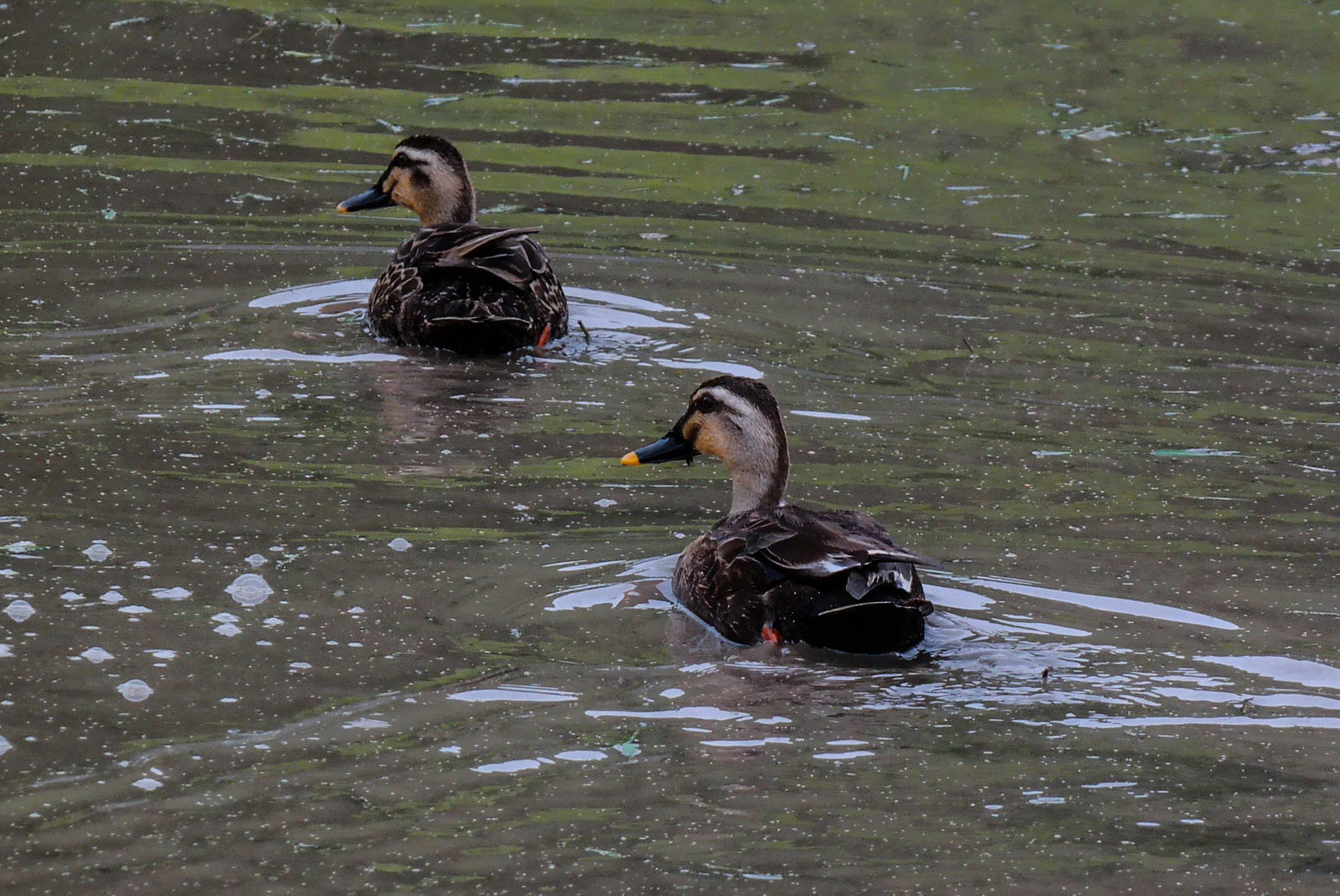 Samsung NX30 sample photo