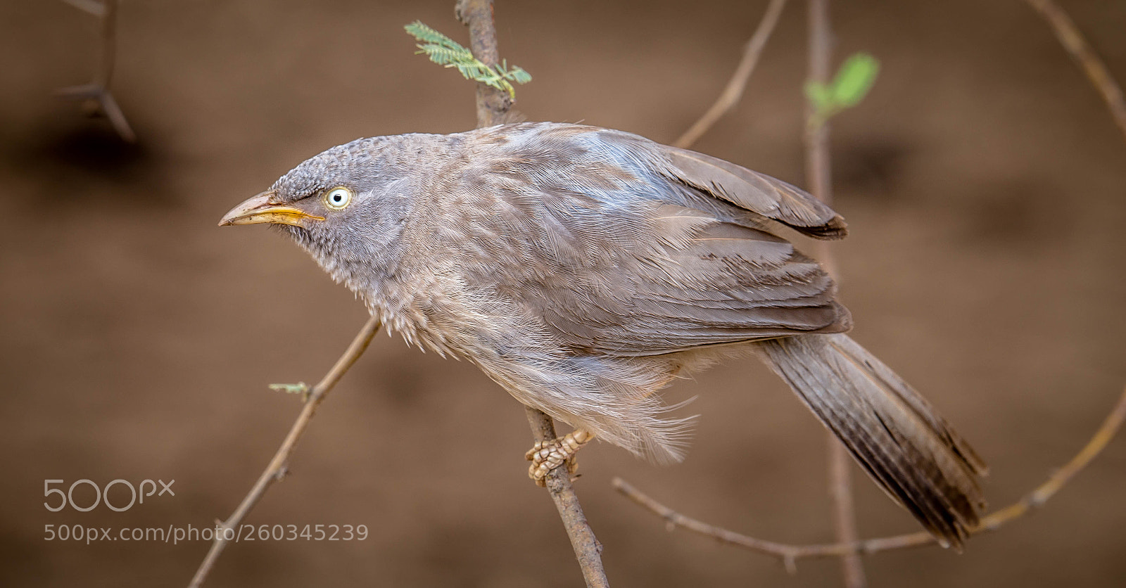 Canon EOS 6D sample photo. Indian babbler photography