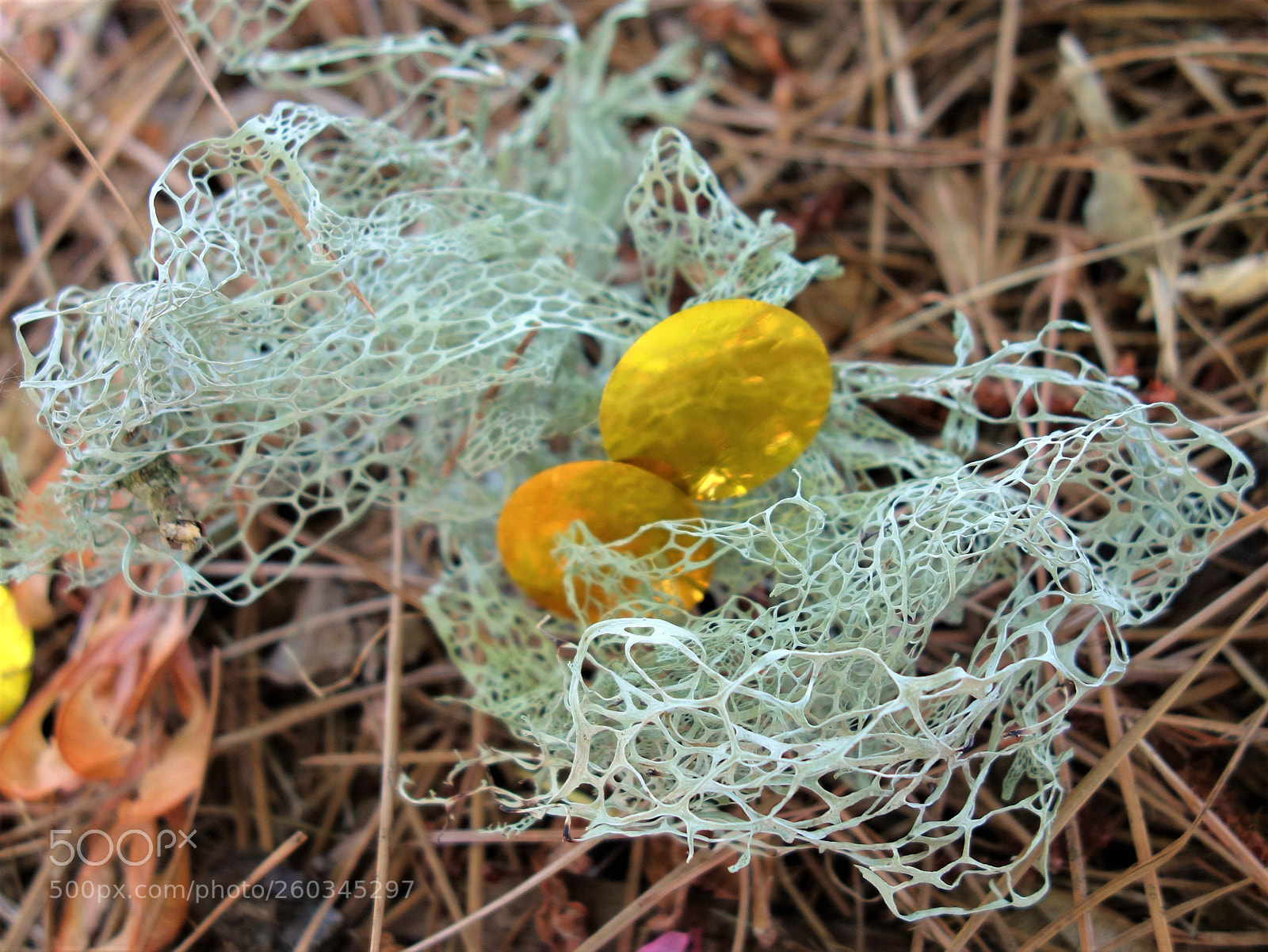Sony Cyber-shot DSC-RX100 sample photo. () photography