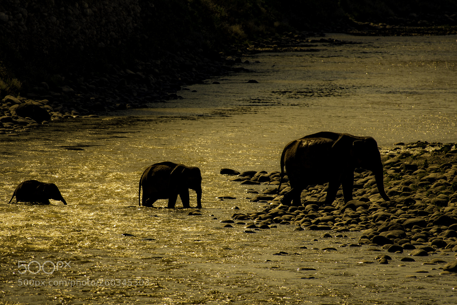 Nikon D750 sample photo. Elephant river crossing photography