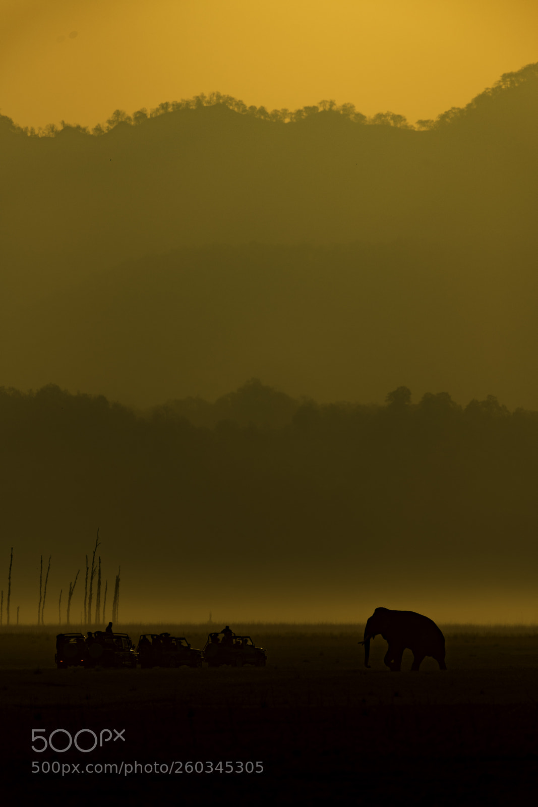 Nikon D750 sample photo. Elephant photography