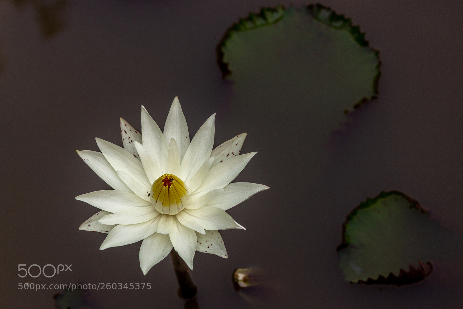 Canon EOS 600D (Rebel EOS T3i / EOS Kiss X5) sample photo. Blooming out of water photography