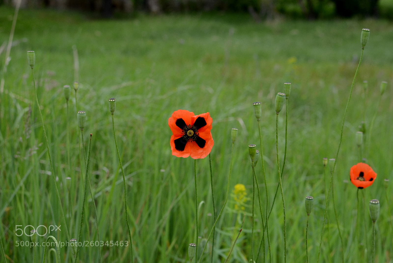 Nikon D5100 + Nikon AF-S DX Nikkor 35mm F1.8G sample photo. Wild poppy photography