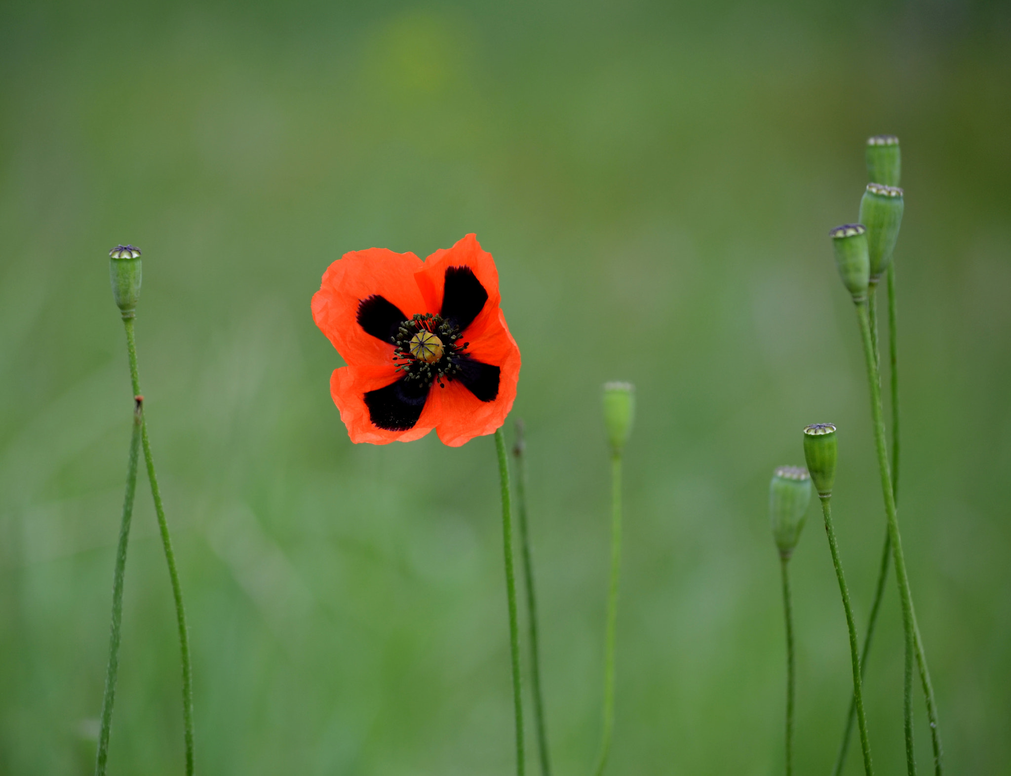 Nikon D5100 sample photo. Wild poppy photography