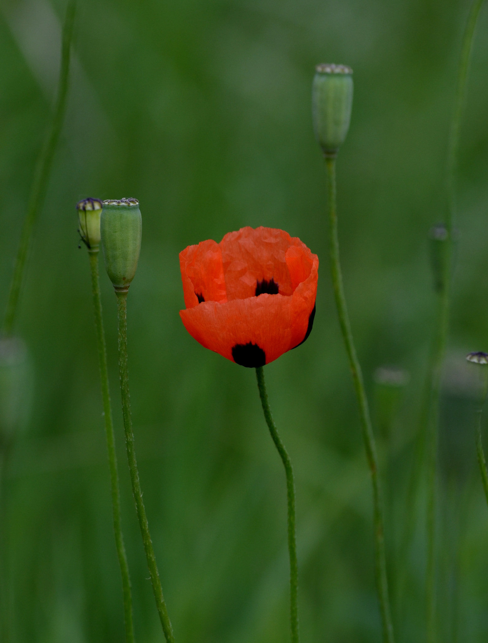 Nikon D5100 sample photo. Wild poppy photography