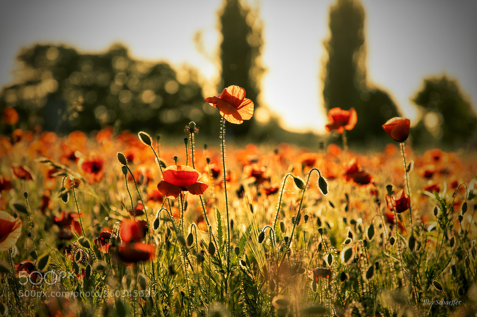 Canon EOS 5D Mark IV sample photo. Freude f r die photography