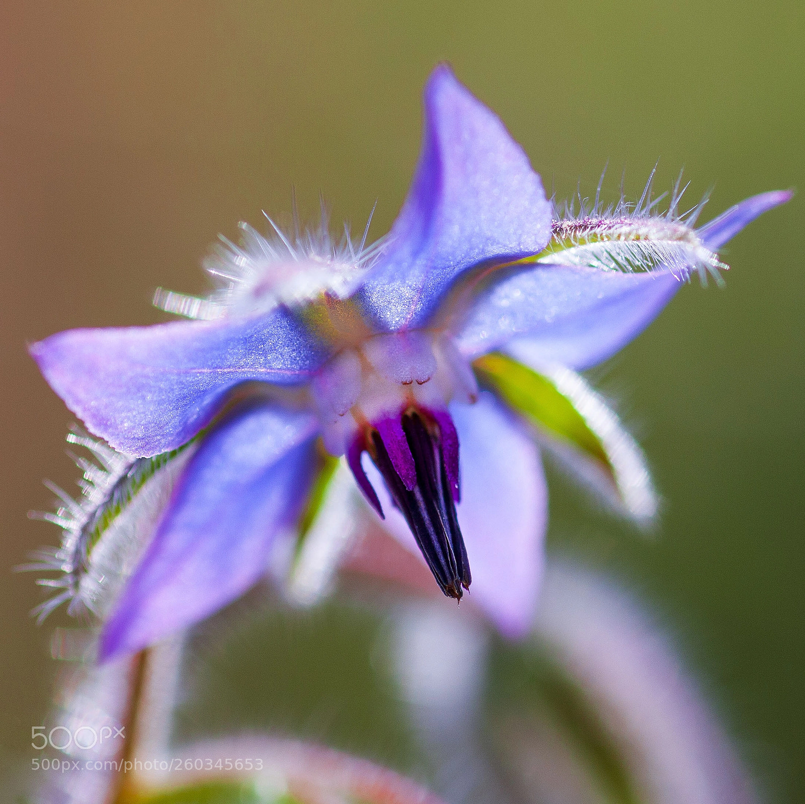 Canon EOS 5D Mark II sample photo. Blooming blue borage photography