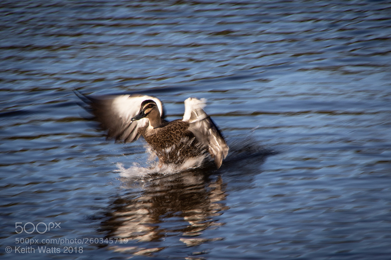 Canon EOS 7D Mark II sample photo. Untitled photography