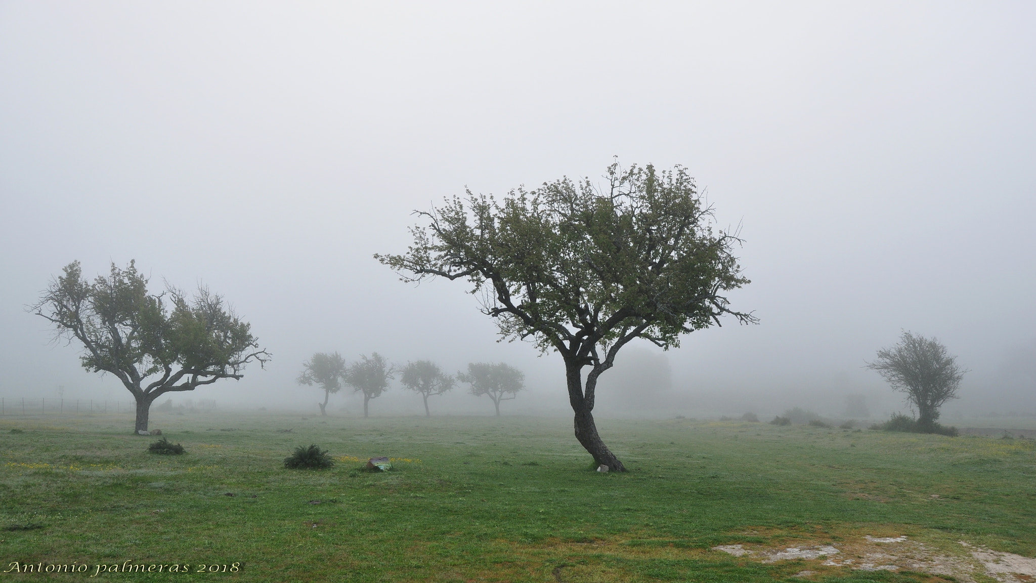 Nikon D90 sample photo. Arboles en la niebla photography