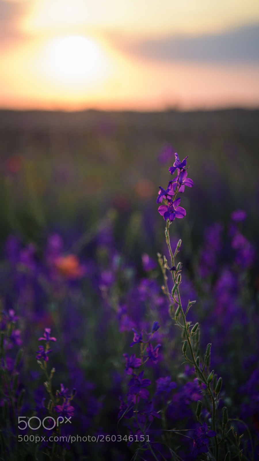 Nikon D810 sample photo. Sunlight photography