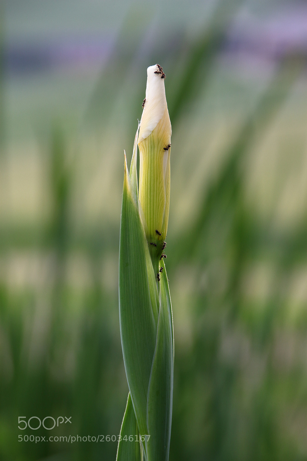 Canon EOS 1300D (EOS Rebel T6 / EOS Kiss X80) sample photo. The white flower and photography