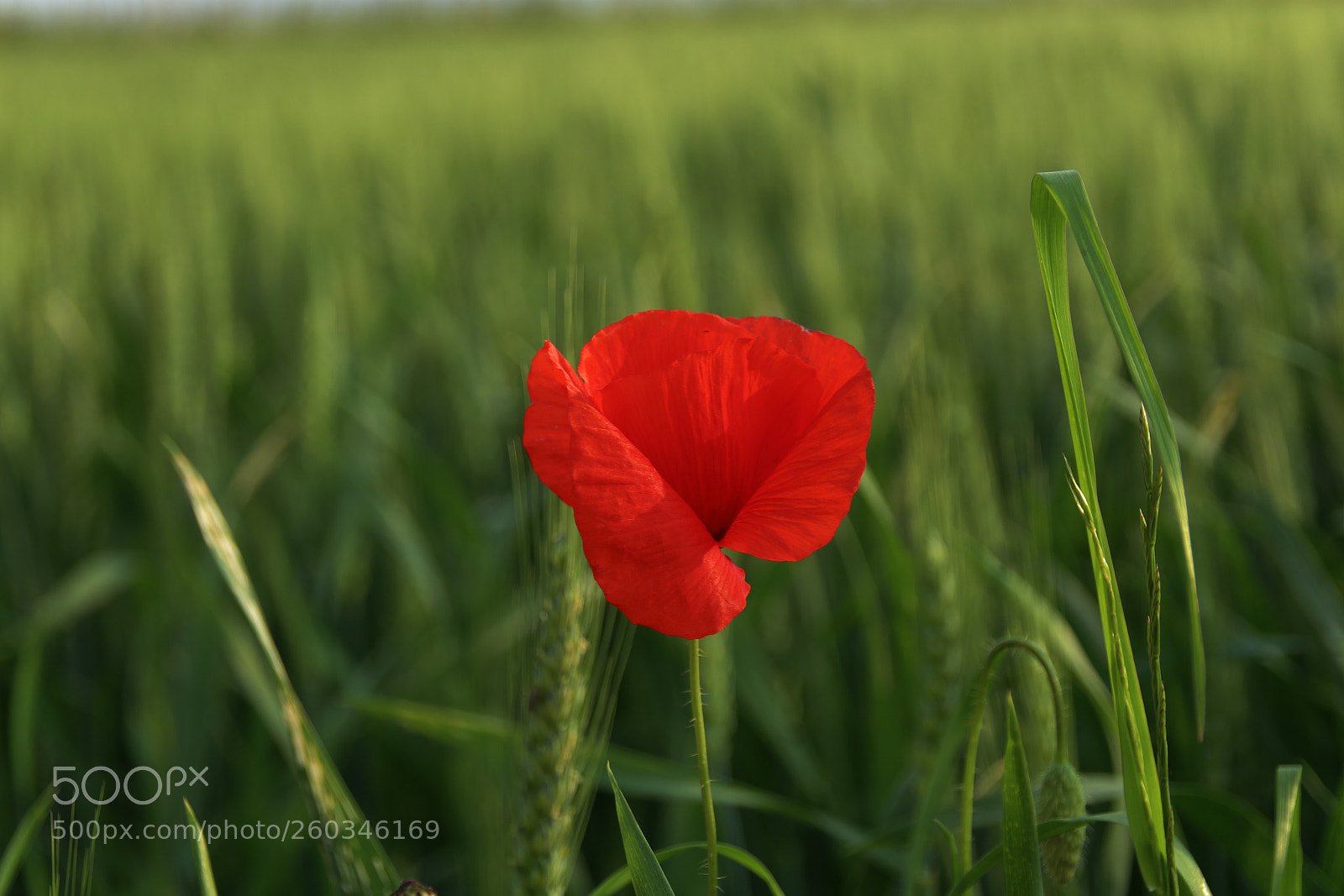 Canon EOS 1300D (EOS Rebel T6 / EOS Kiss X80) sample photo. Poppy in the ears photography