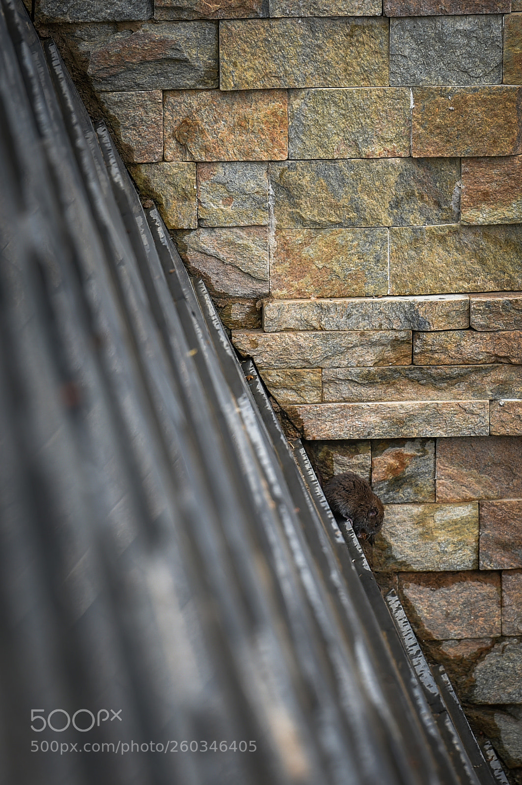 Nikon D4S sample photo. 你看到了什么 photography