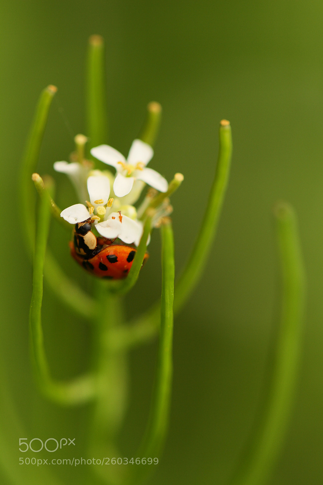 Canon EOS 7D sample photo. A lady photography