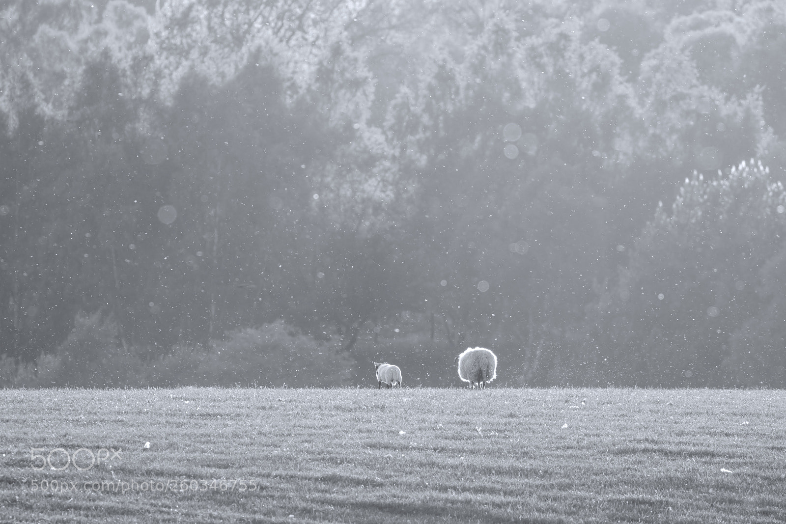 Canon EOS 80D sample photo. Sheep in backlight photography