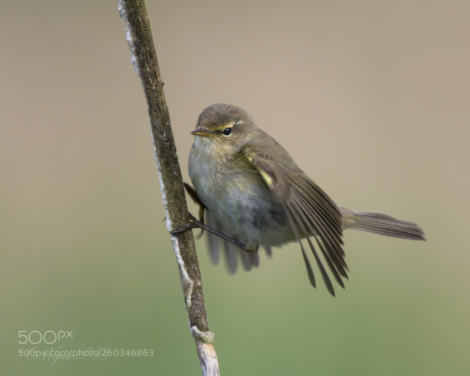 Nikon D7100 sample photo. Chiffchaff photography