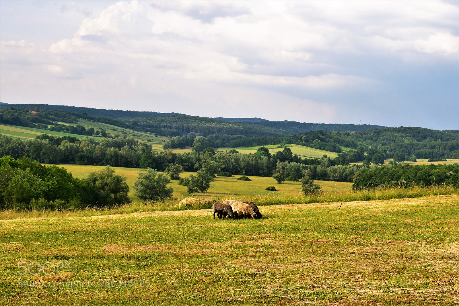 Nikon D3300 sample photo. Bilogora photography