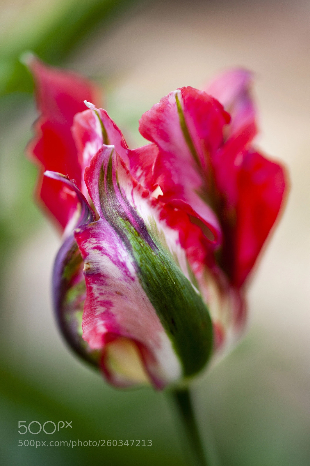 Canon EOS 5D Mark II sample photo. Tulipmania photography