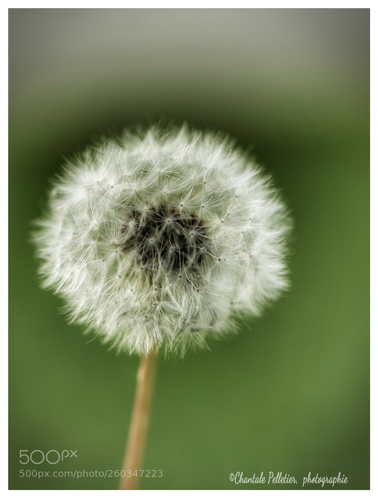 Canon EOS 80D sample photo. Dandelion photography