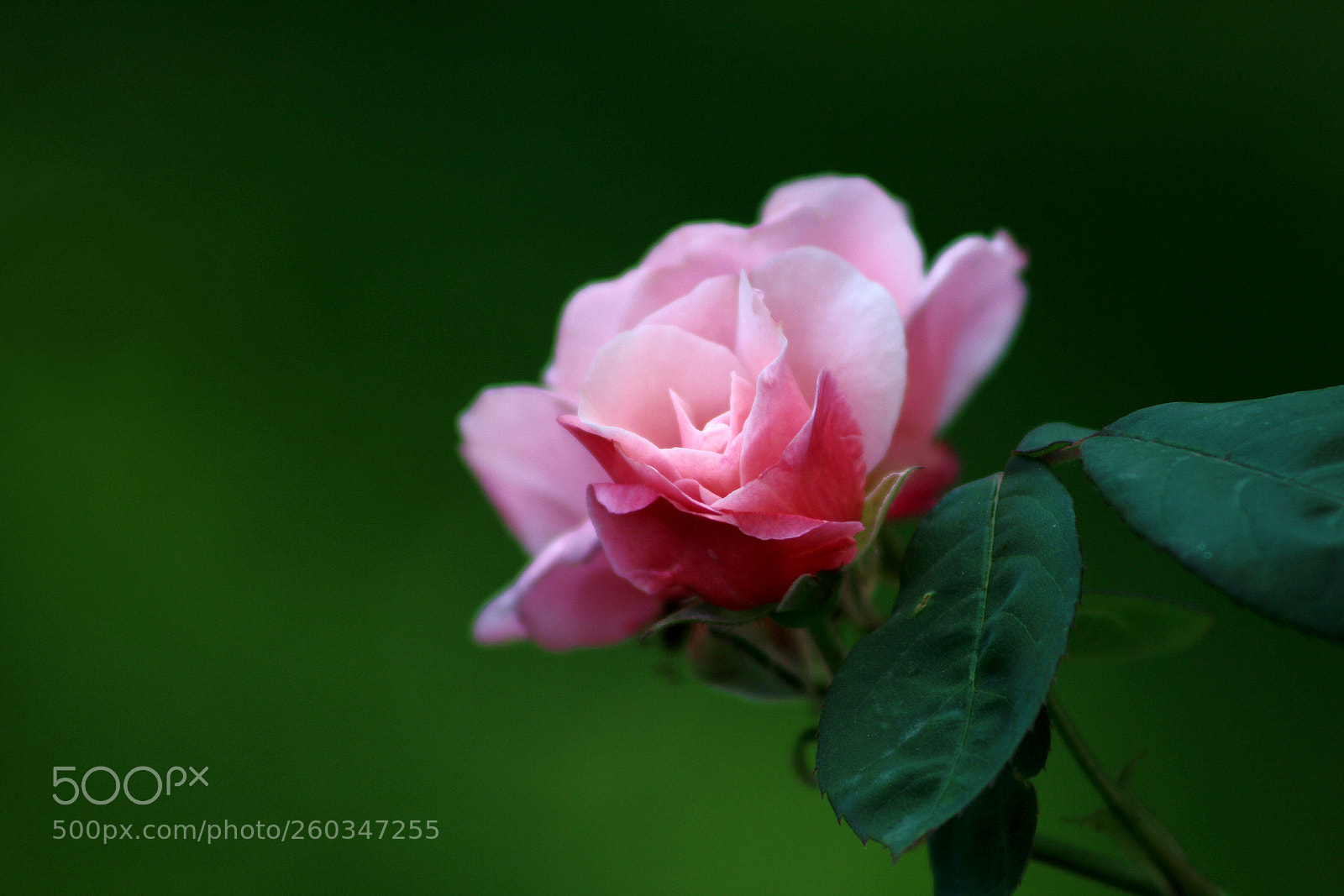 Canon EOS 1200D (EOS Rebel T5 / EOS Kiss X70 / EOS Hi) sample photo. Roses are red. photography