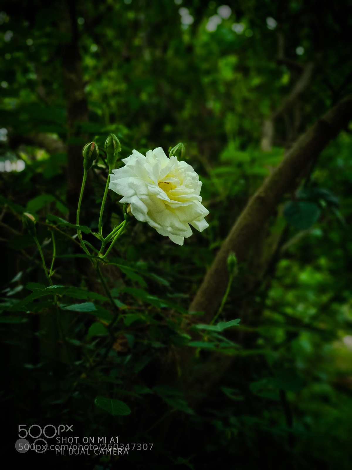 Xiaomi Mi A1 sample photo. Untitled photography