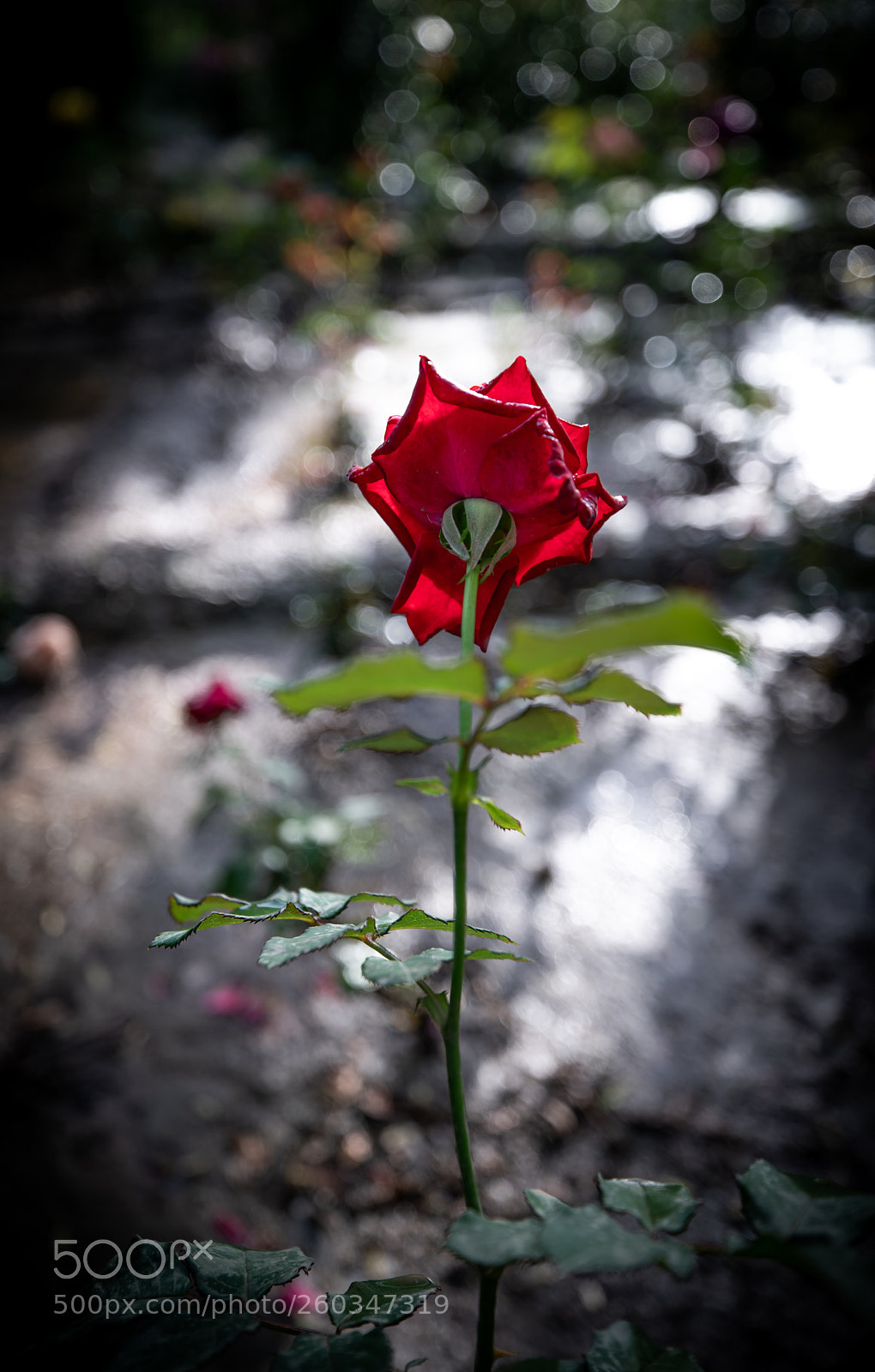 Sony a7R III sample photo. Untitled photography