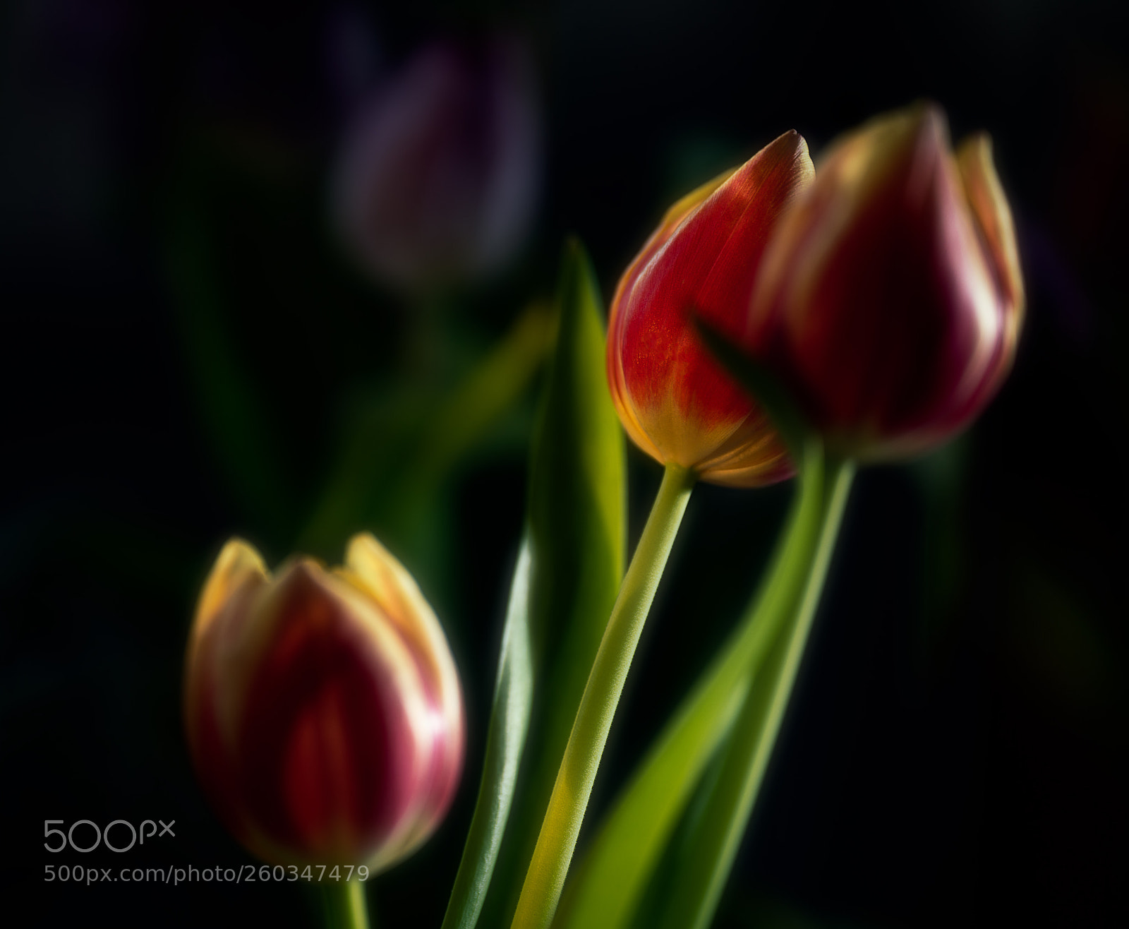 Sony a7R II sample photo. Dutch tulips photography