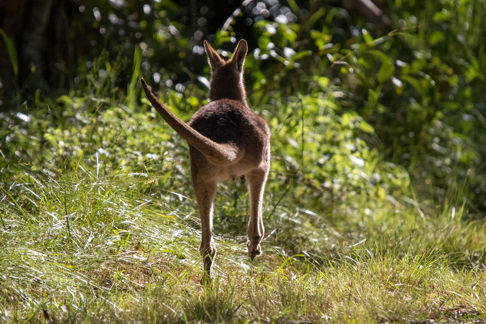 Canon EOS 7D Mark II sample photo. Kangaroo is jumping away photography