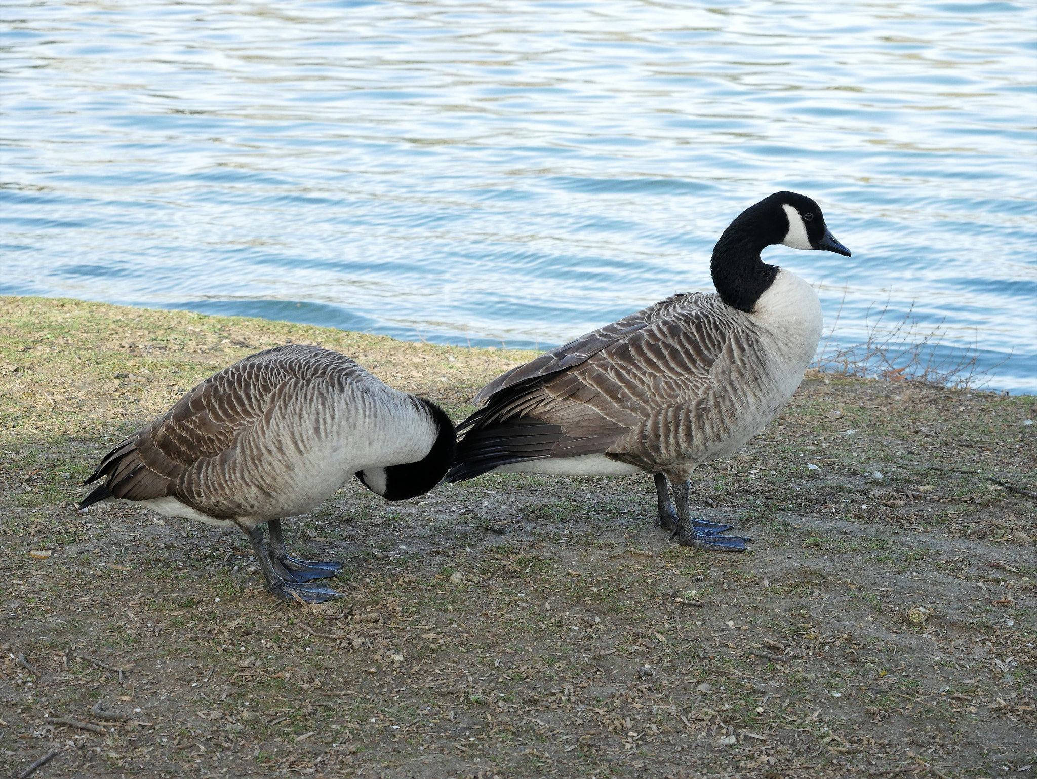 Panasonic Lumix DMC-G7 sample photo. P photography